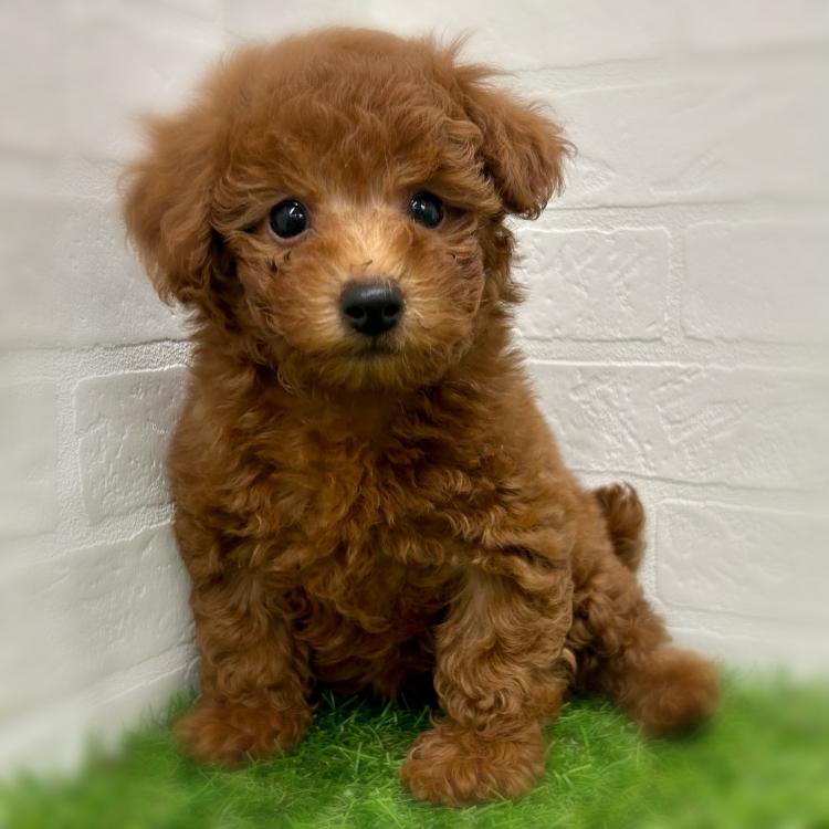 animal_image
