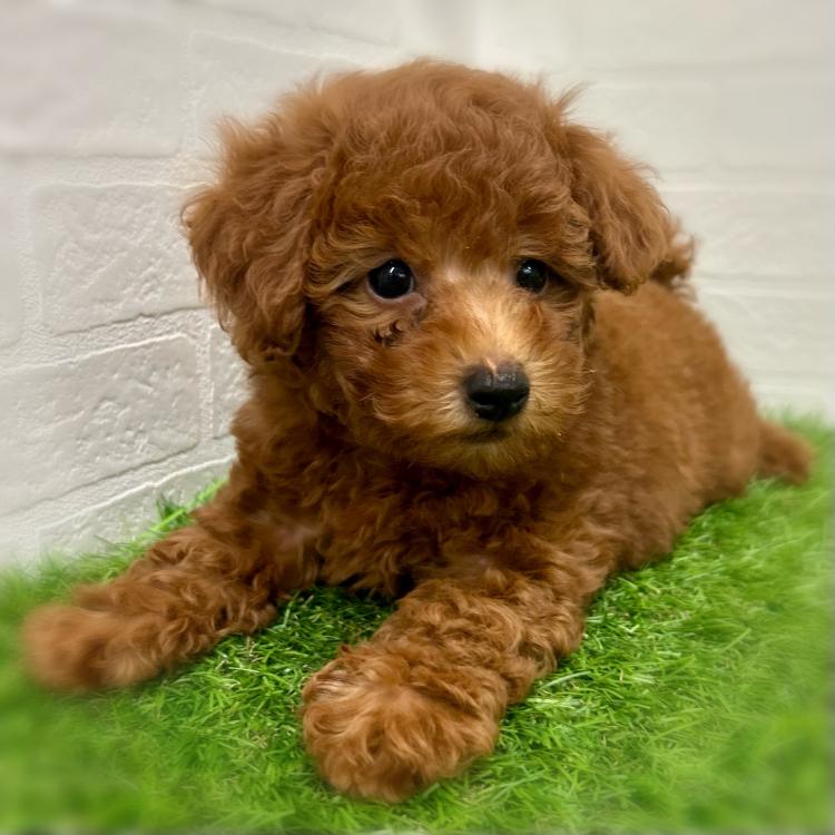 animal_image
