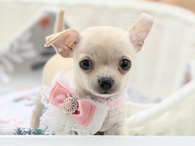animal_image