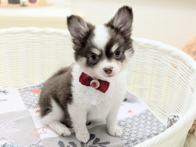 animal_image