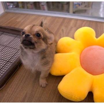 animal_image