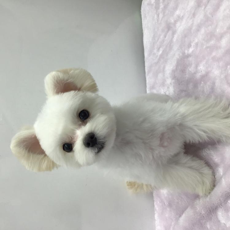 animal_image