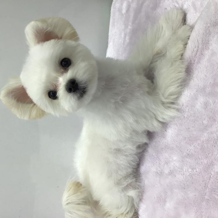 animal_image