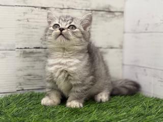 animal_image