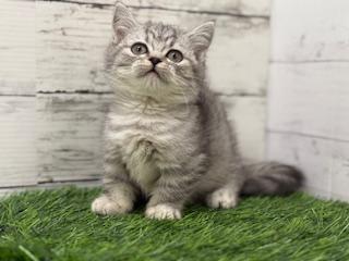 animal_image