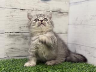 animal_image