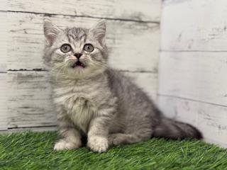 animal_image