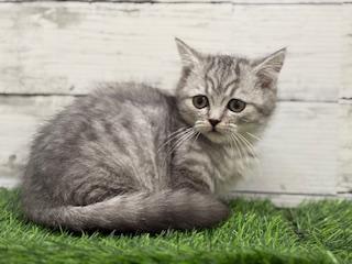 animal_image