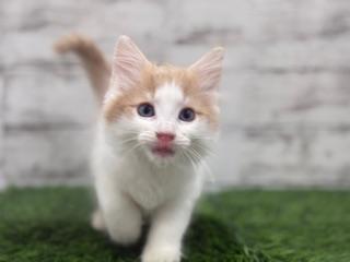 animal_image