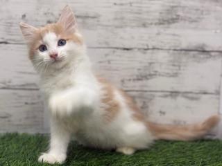 animal_image