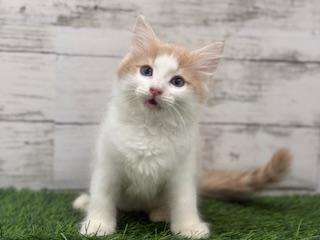 animal_image