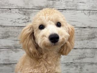 animal_image