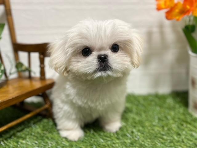 animal_image