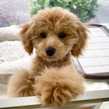 animal_image