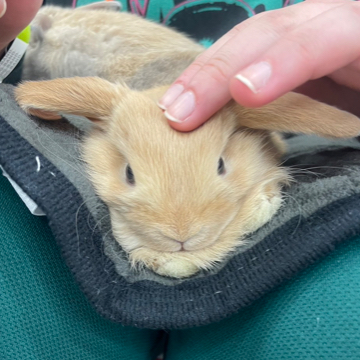 animal_image