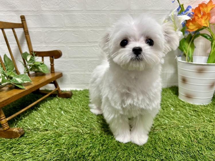 animal_image