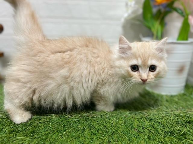 animal_image