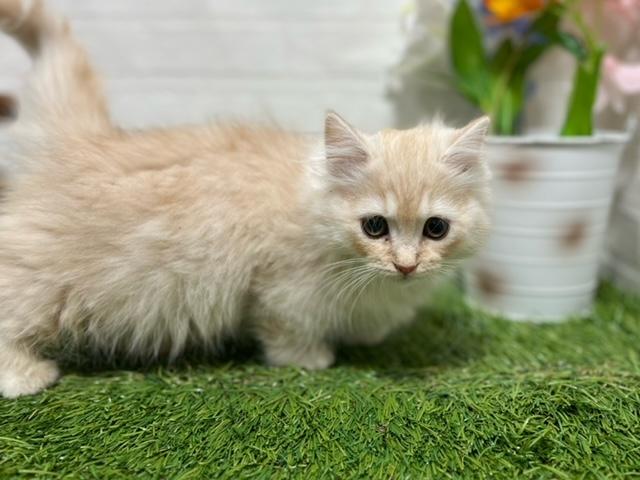 animal_image