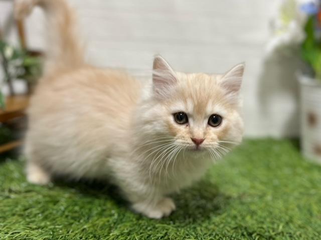 animal_image