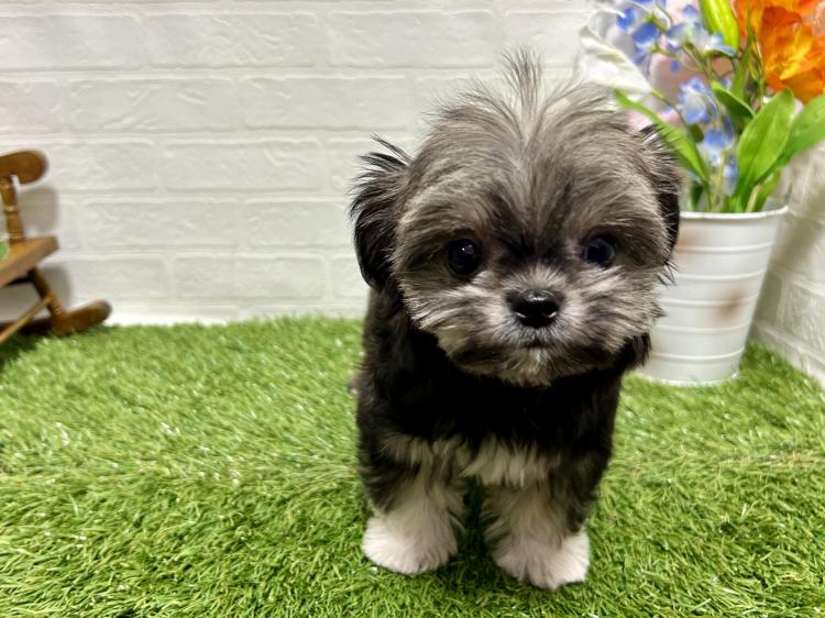 animal_image