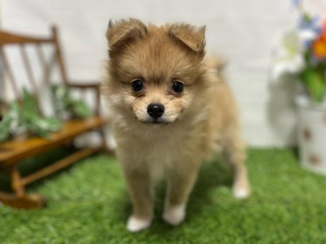 animal_image
