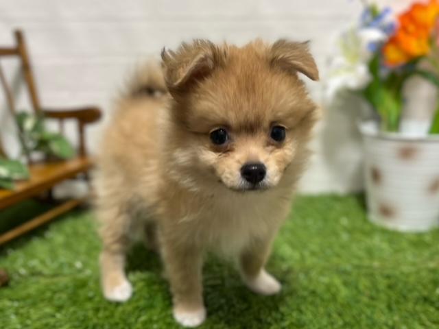 animal_image