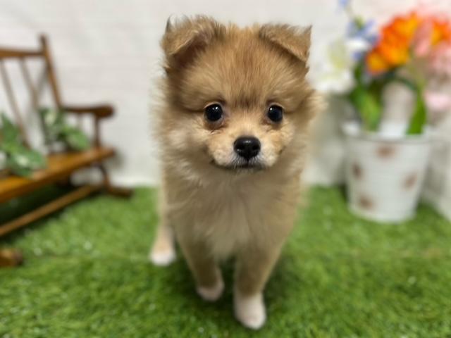 animal_image