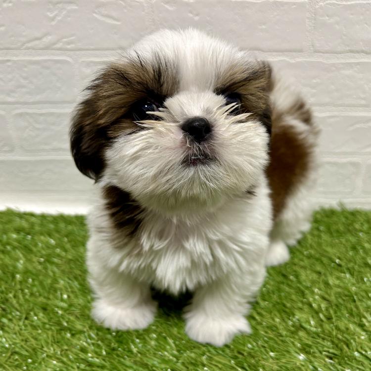animal_image