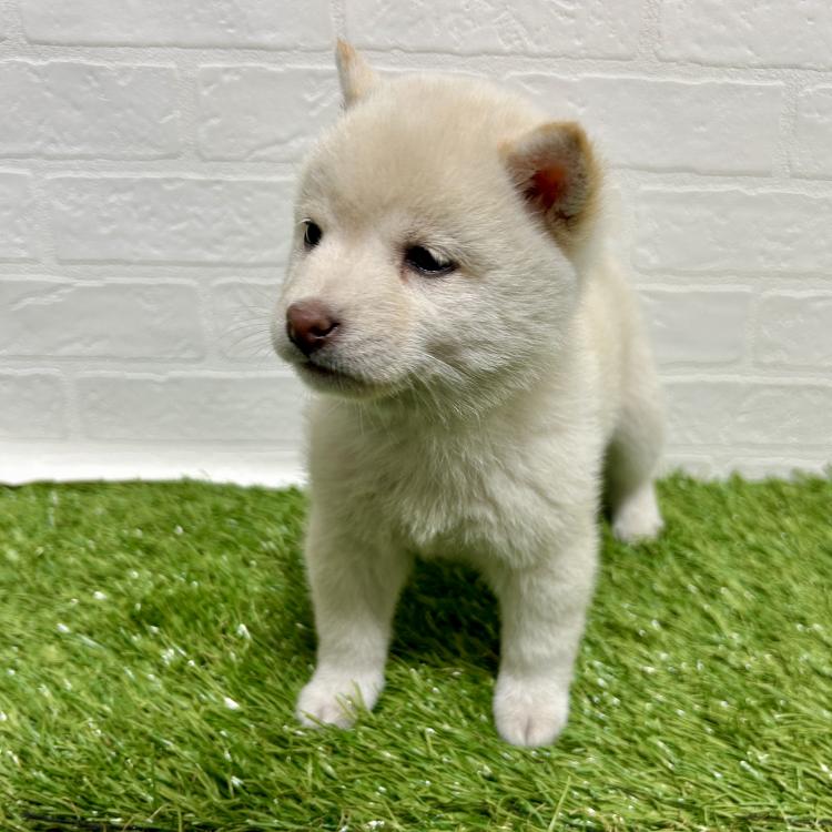 animal_image