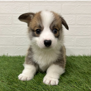 animal_image