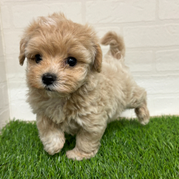 animal_image