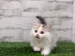 animal_image