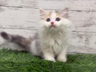 animal_image