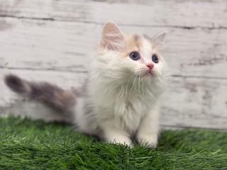 animal_image