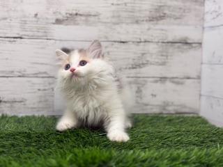 animal_image