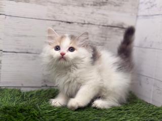 animal_image