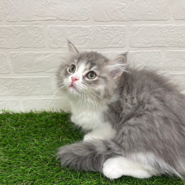 animal_image