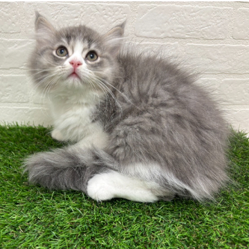 animal_image