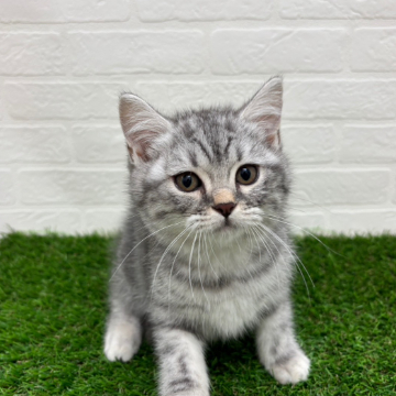animal_image