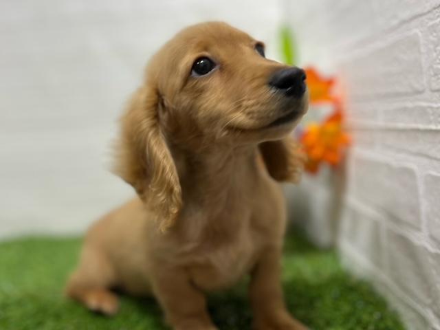 animal_image