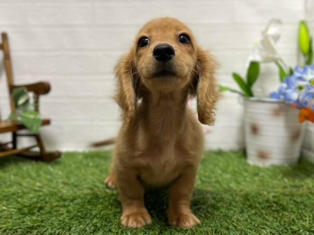 animal_image