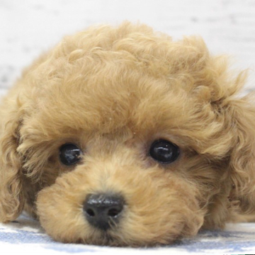 animal_image