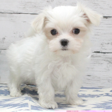 animal_image
