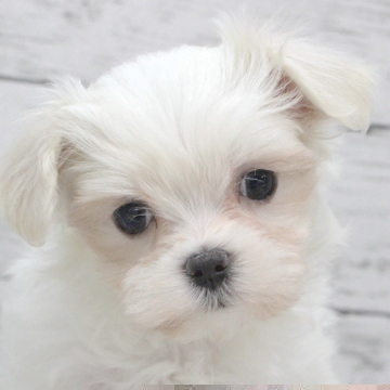 animal_image