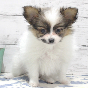 animal_image