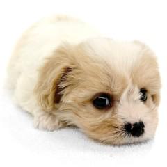 animal_image