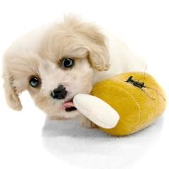 animal_image