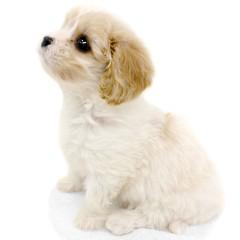 animal_image