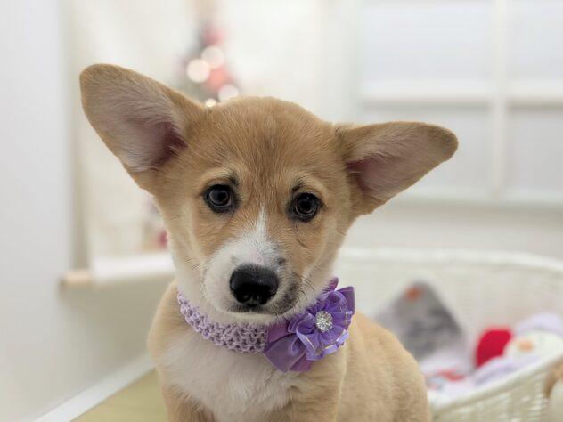 animal_image