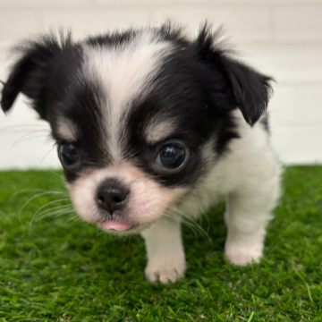 animal_image